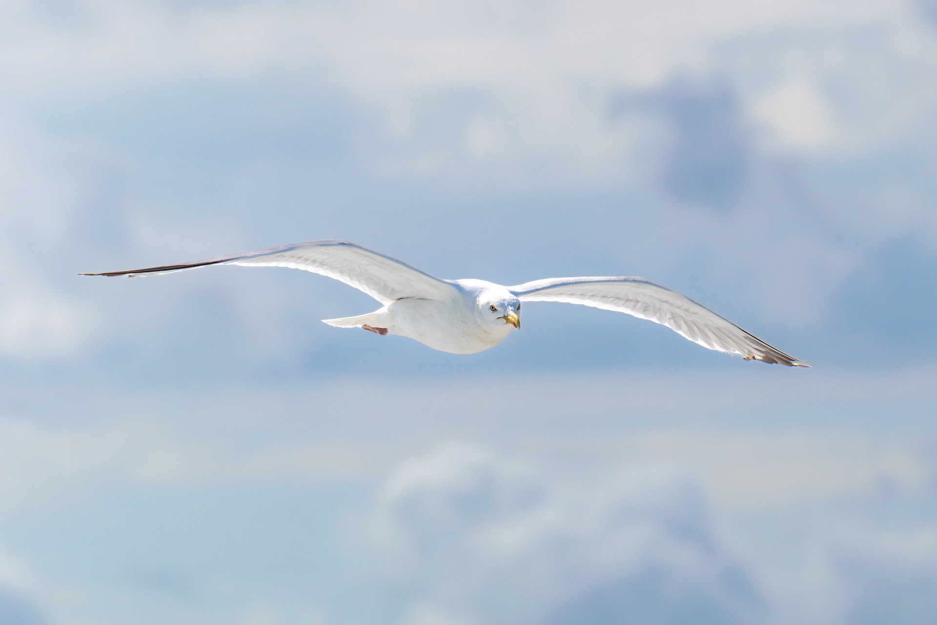 Mouette symbolisant la prise de hauteur apportée par les neurosciences